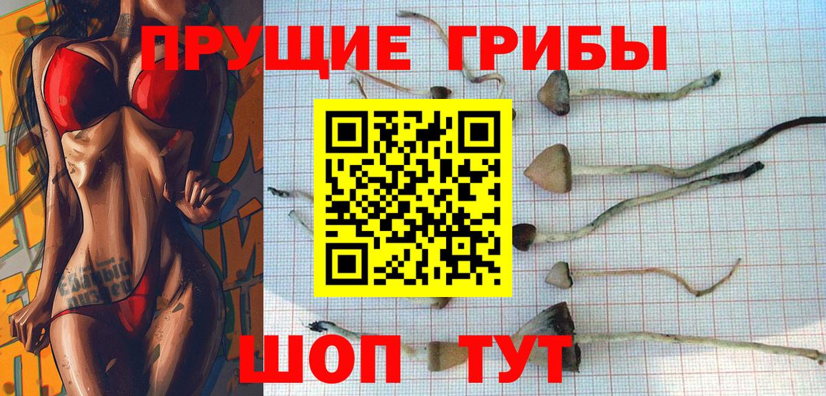 Галлюциногенные грибы Psilocybe Хасавюрт